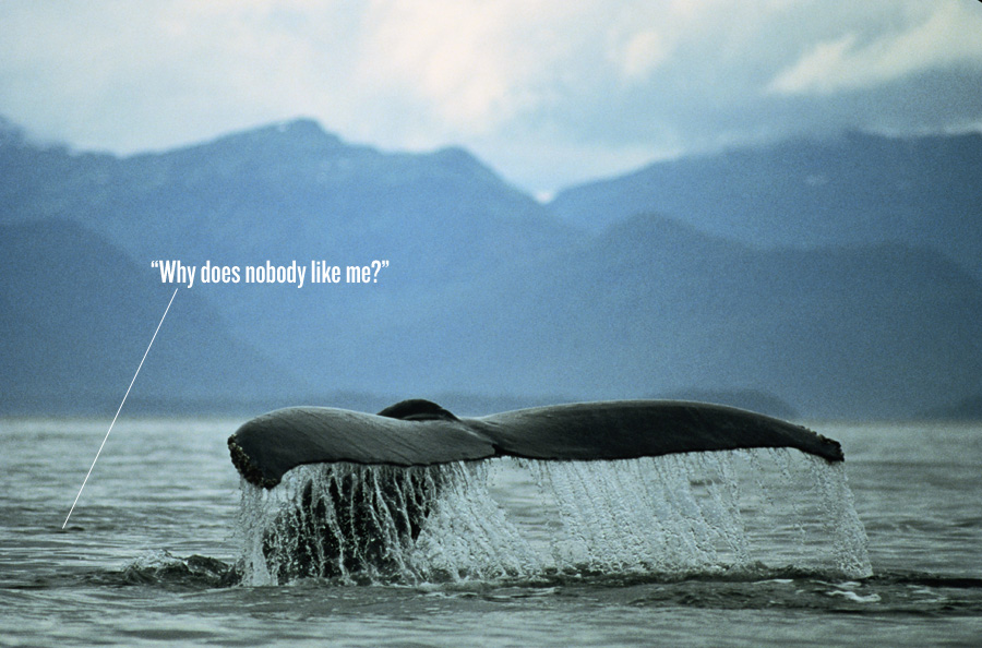 Scientists Tracking, Monitoring LONELIEST WHALE IN THE WORLD Since ...