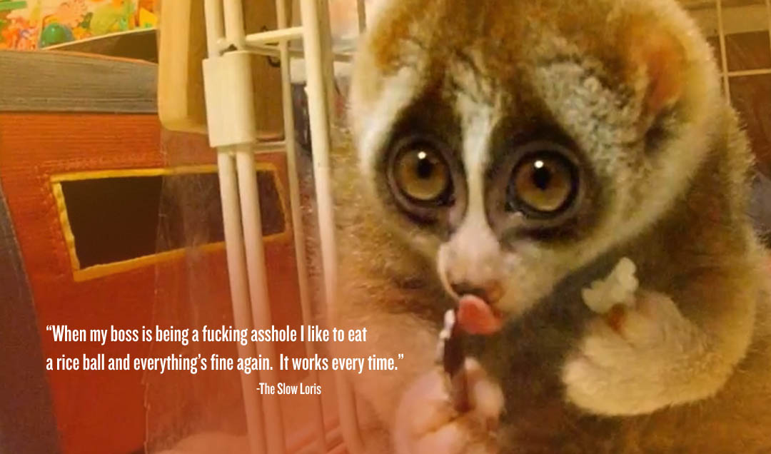 SlowLoris.jpg