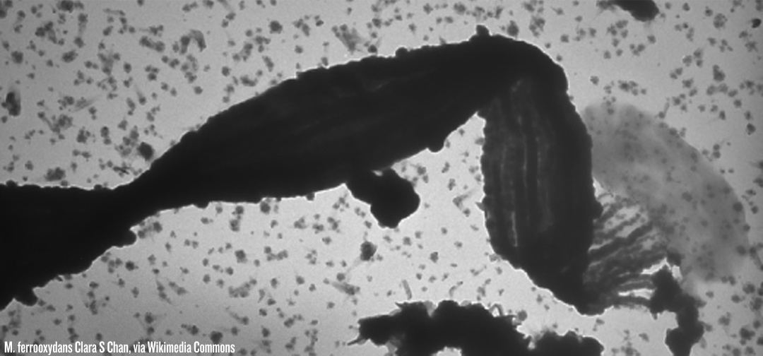 BacteriaElectricity BacteriaElectricity Scientists Teach Bacteria To Consume A Diet Of Electricity, Leading To Potential Breakthrough In New Biofuel