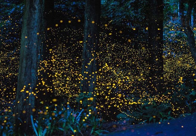 Fireflies0