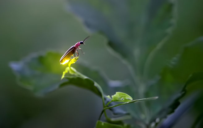 Fireflies1