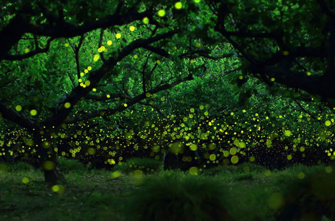 Fireflies2