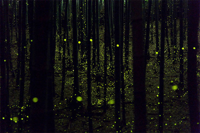 Fireflies5
