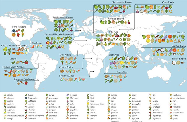 The great Russian plant explorer Nikolai Vavilov reasoned that crops originated in the region of the world where they, and their wild relatives, show up in greatest diversity. This map plots the center of origin and primary region of diversity for 151 different crops. (Some crops, like wheat, have more than one primary region of diversity.)