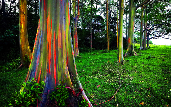 The Rainbow Forest of Eucalyptus in the Philippines