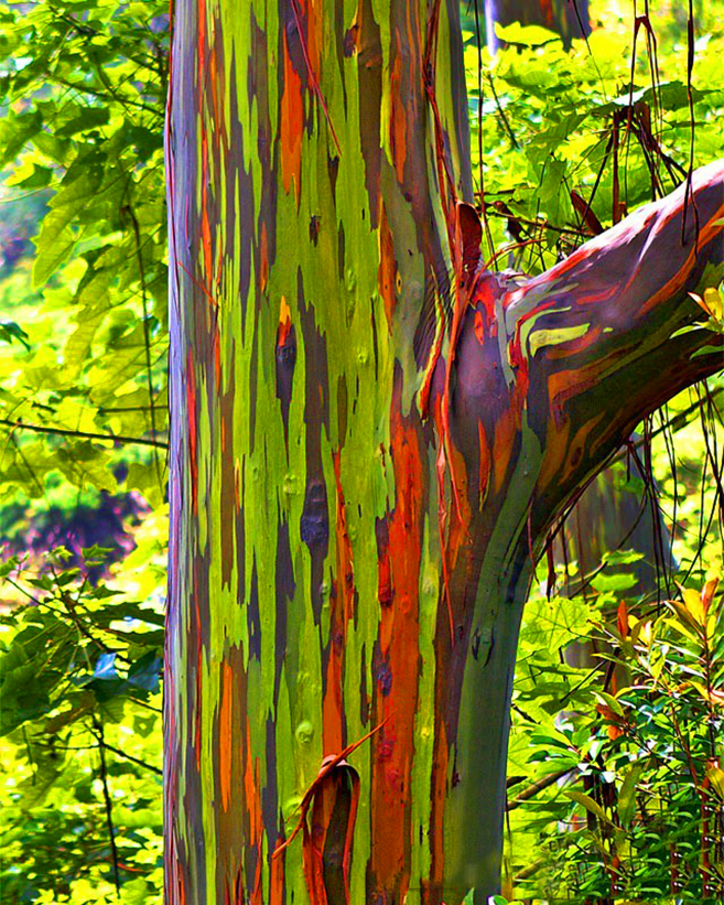 The Rainbow Forest of Eucalyptus in the Philippines