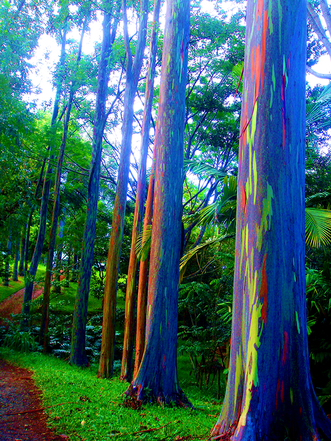 The Rainbow Forest of Eucalyptus in the Philippines