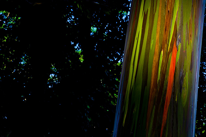 The Rainbow Forest of Eucalyptus in the Philippines