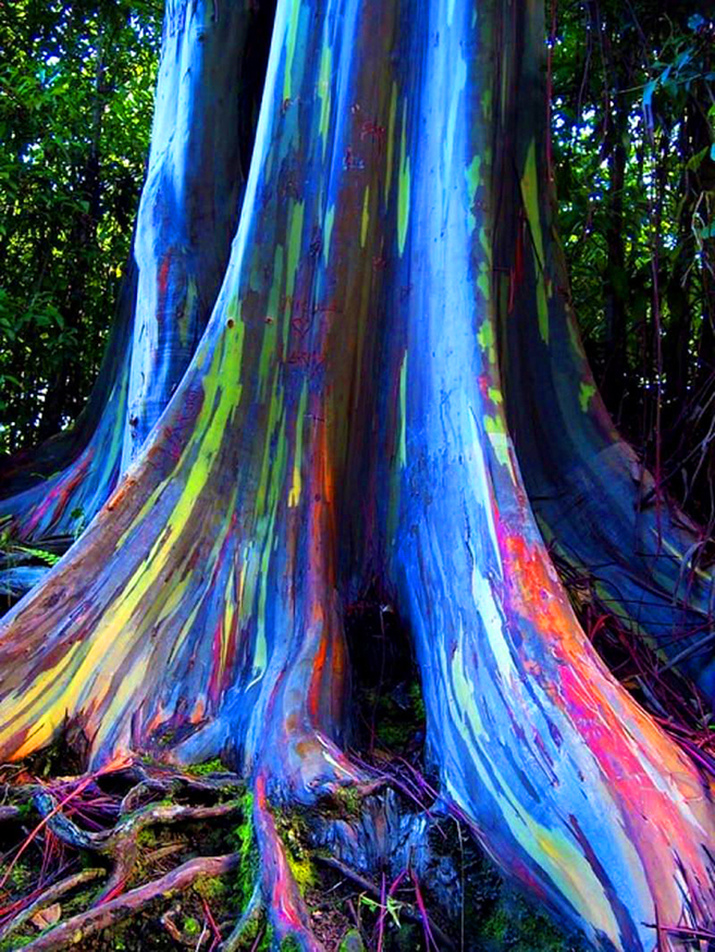 The Rainbow Forest of Eucalyptus in the Philippines