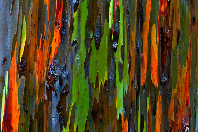 The Rainbow Forest of Eucalyptus in the Philippines