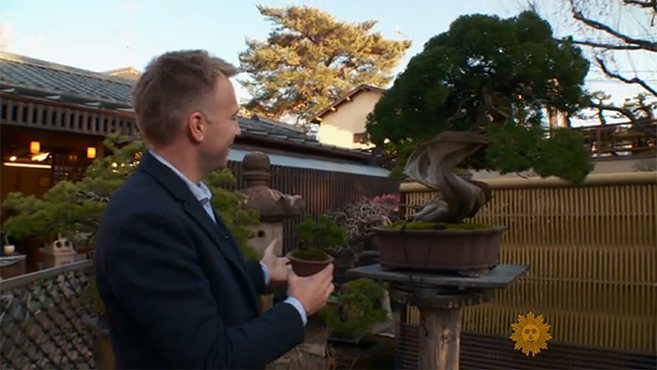 The Most Expensive Bonsai Tree In The World