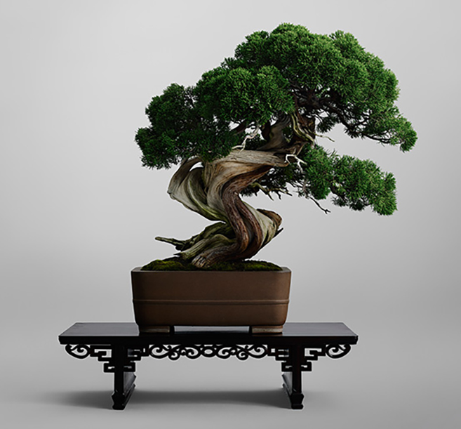 The Most Expensive Bonsai Tree In The World