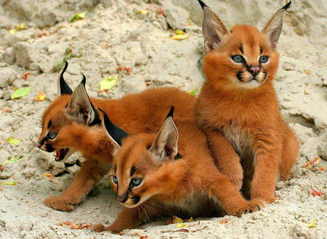 How to own and care for a Caracal kitten