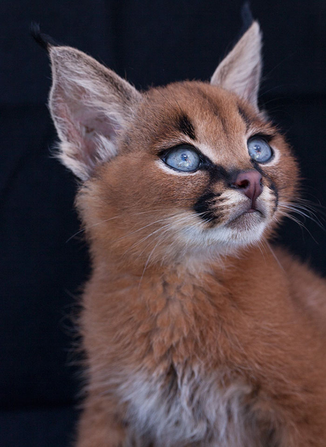 How to own and care for a Caracal kitten