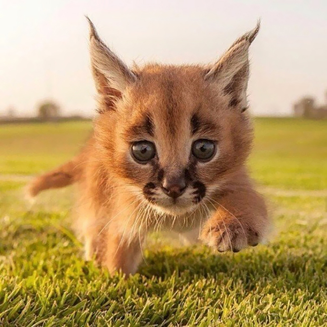 How to own and care for a Caracal kitten