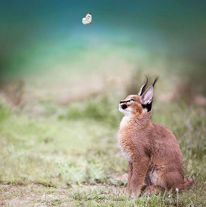 How to own and care for a Caracal kitten