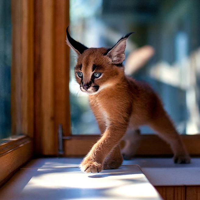 How to own and care for a Caracal kitten