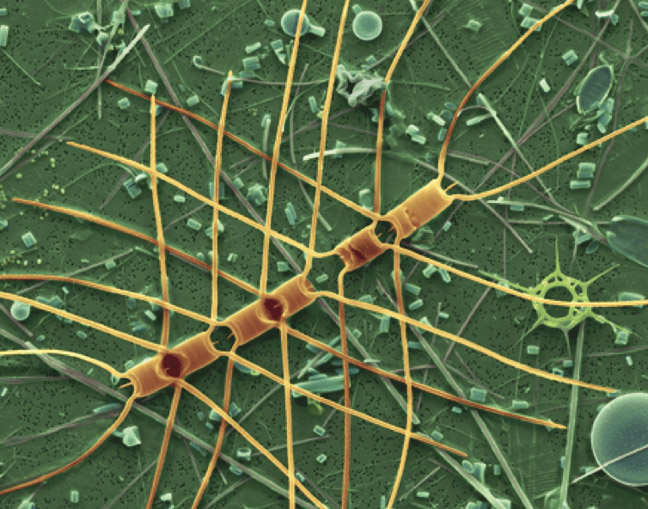The Tobacco Mosaic Virus