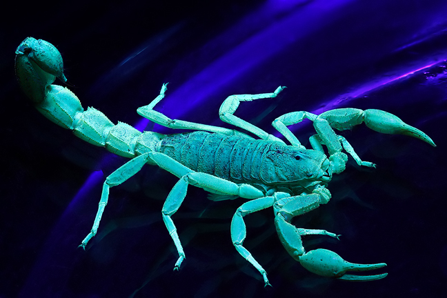 scorpion scorpions escorpion fluorescencia escorpiones astrology glow elsentido poco