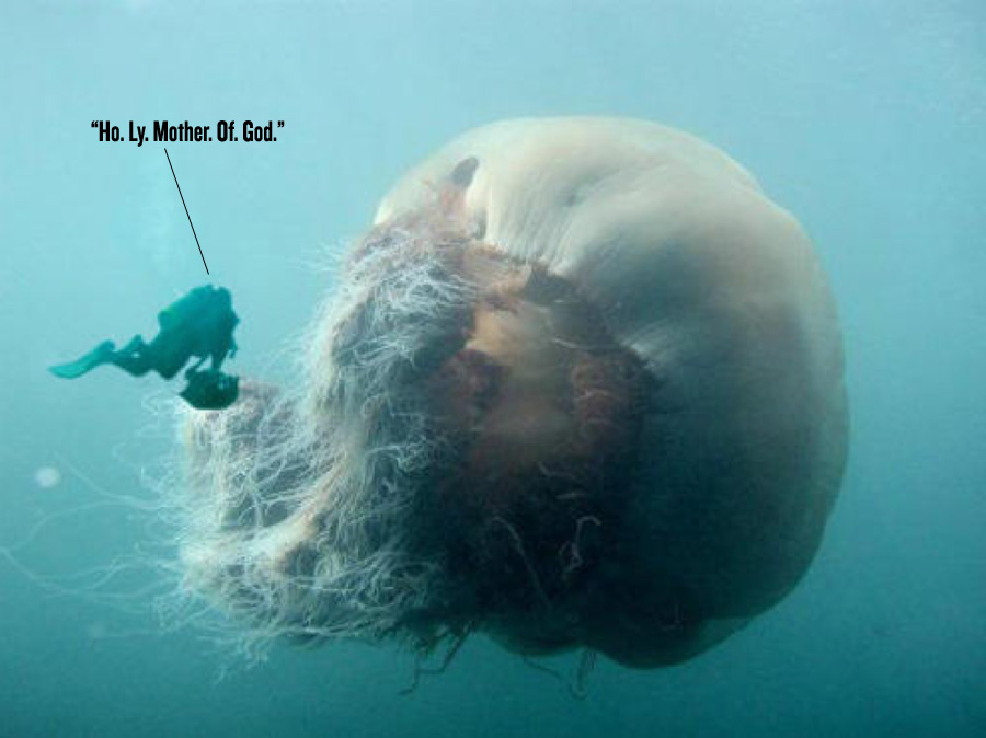 Jellyfish.jpg