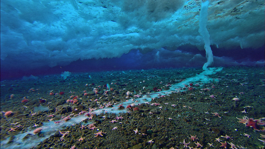 BBC Captures Video In Antarctica Of “Icy Finger Of Death” Forming, Killing Everything In Its Path