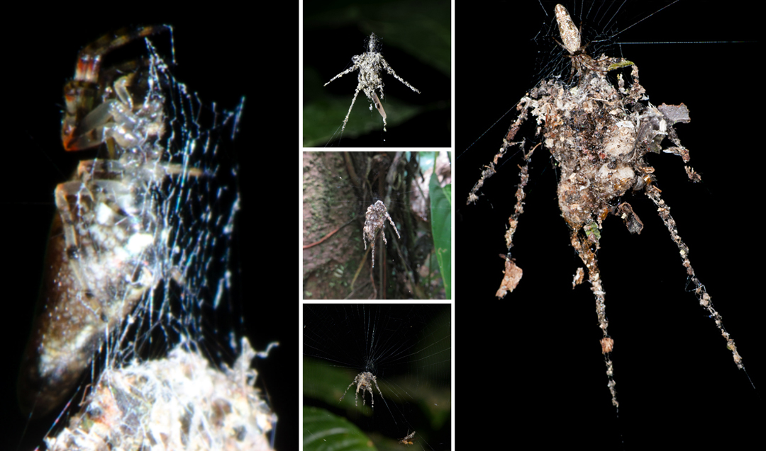 Video Shows Newly Discovered Spider In Amazon That Weaves Giant Spider