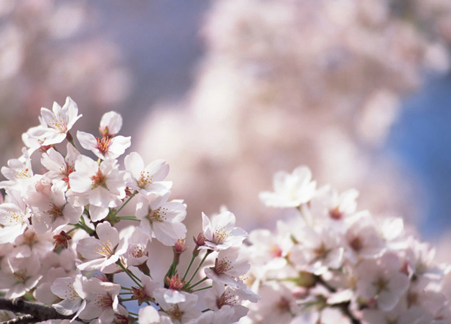 banner photo 122 the world s cherry almond trees are blooming in