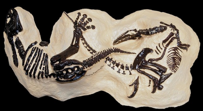 two dinosaurs fighting fossil
