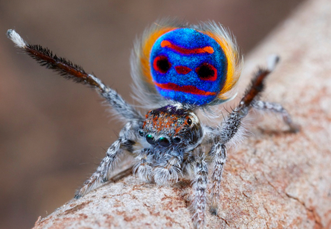 Meet The Handsome Peacock Spider The Prettiest & The Best