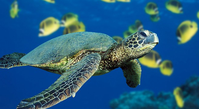 Why Are So Many Tropical Animals Swimming To Vancouver Shores? Press Play To Find Out Why Are So Many Tropical Animals Swimming To Vancouver Shores? Press Play To Find Out