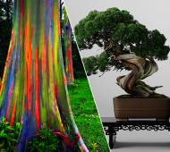 The Rainbow Forest of Eucalyptus Trees & World's Most Expensive Bonsai