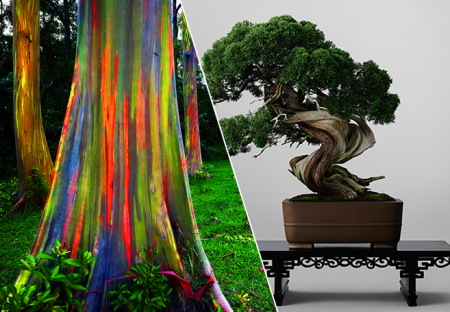 The Rainbow Forest of Eucalyptus Trees & World's Most Expensive Bonsai