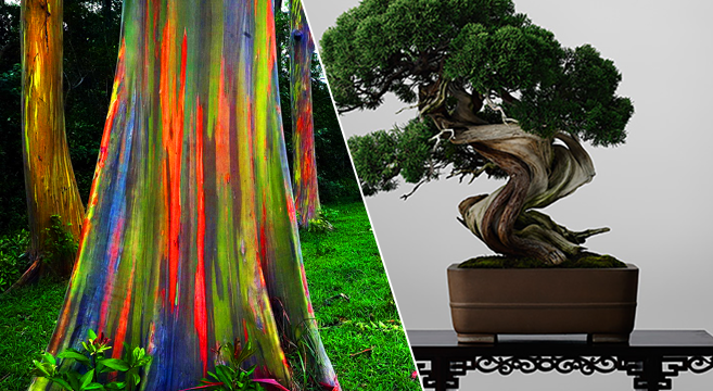 The Rainbow Forest of Eucalyptus Trees & World's Most Expensive Bonsai