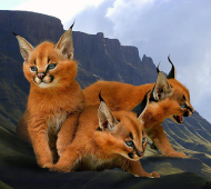 How to own and care for a Caracal kitten