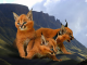 How to own and care for a Caracal kitten