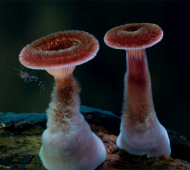 The Incredible Mushroom Timelapse Scene From "Planet Earth 2"