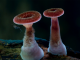 The Incredible Mushroom Timelapse Scene From "Planet Earth 2"