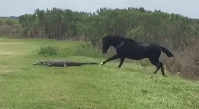 Horse Attacks Alligator In Florida State Park